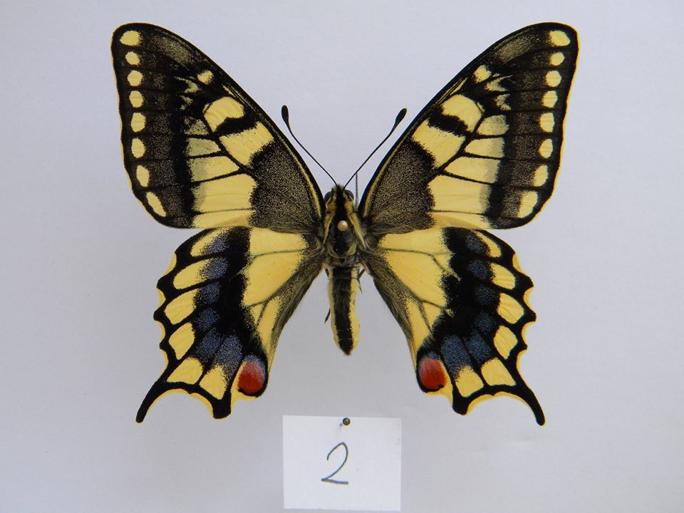 Papilio machaon (aberrant cold shock) 3 (Internet Image property of respective owner, non-commercial use only)